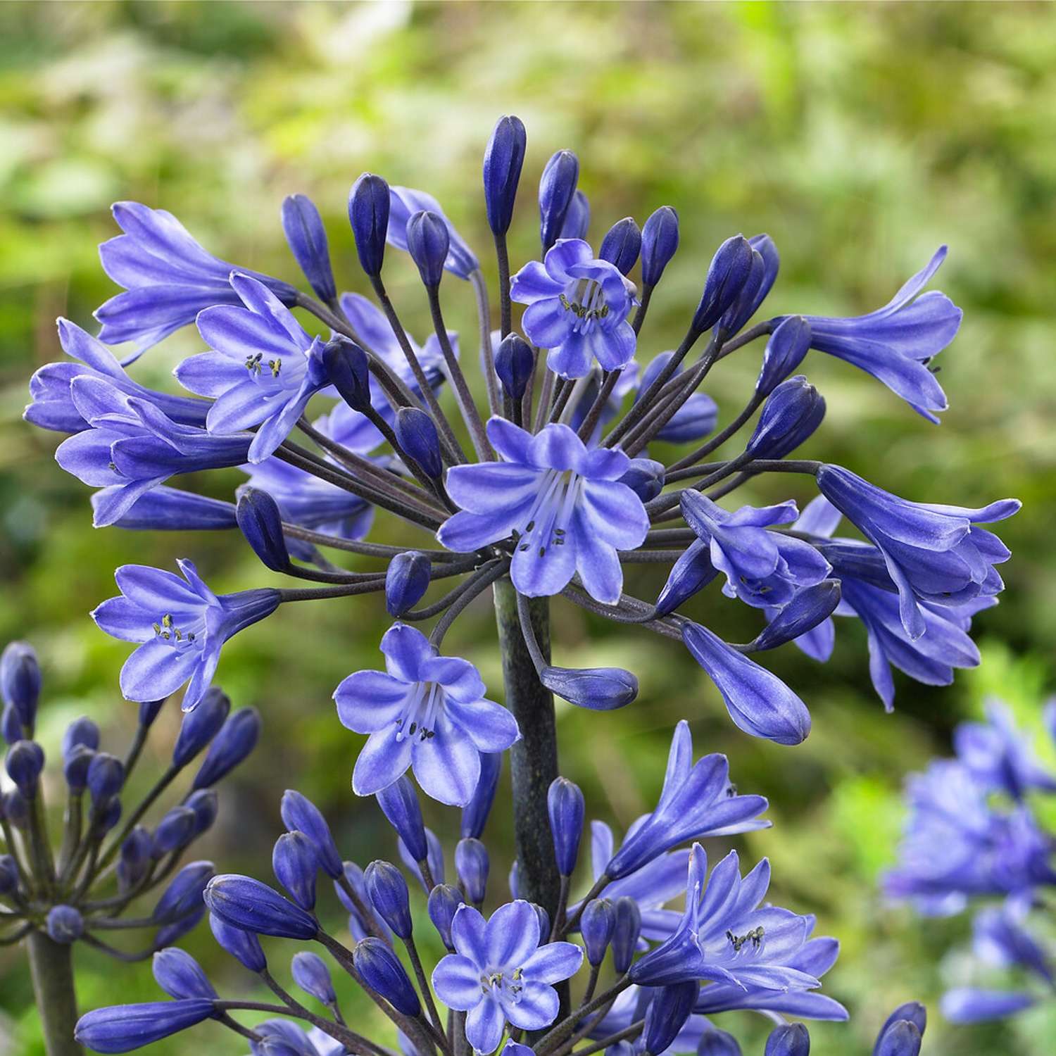 Punatupsukki 'Black Buddhist'